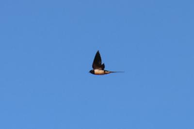 Hirondelle rustique