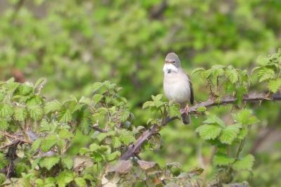 Fauvette grisette