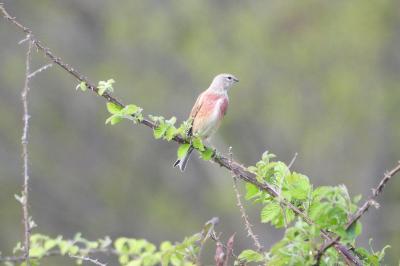 Linotte mélodieuse