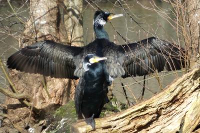 Grand Cormoran
