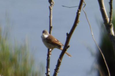 Fauvette grisette
