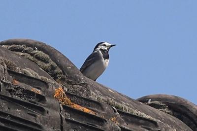 Motacilla alba