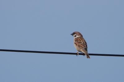 Moineau friquet