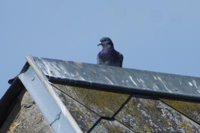 Columba livia