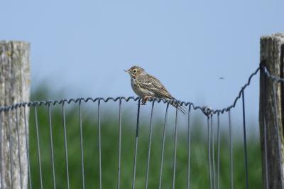 Pipit farlouse