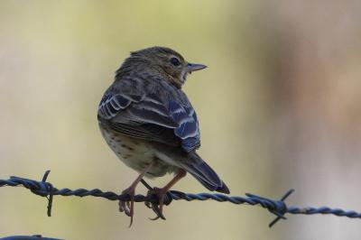 Pipit des arbres
