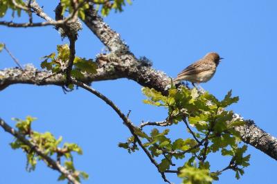 Pipit des arbres
