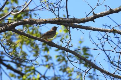 Pipit des arbres