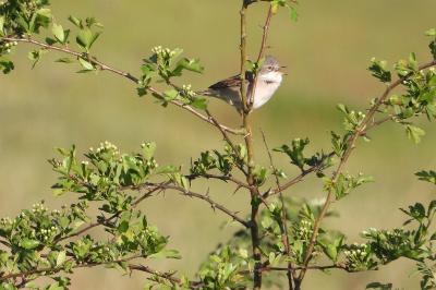 Fauvette grisette