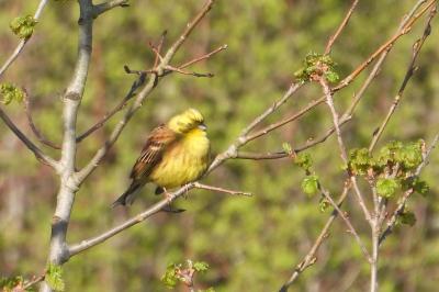 Bruant jaune