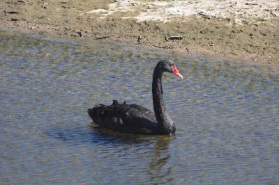 Cygne noir