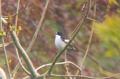 Gobemouche noir