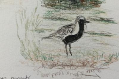 Pluvialis squatarola