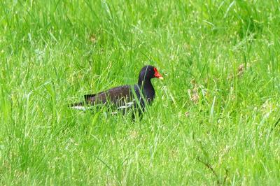 Poule-d'eau