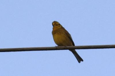 Bruant jaune