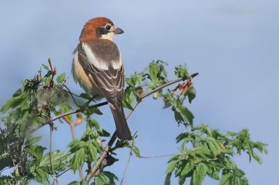 Pie-grièche à tête rousse