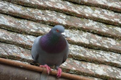 Pigeon biset