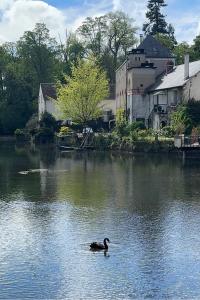 Cygne noir