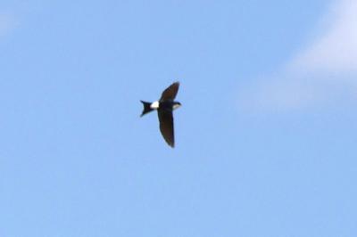 Hirondelle de fenêtre