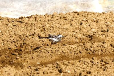 Motacilla alba