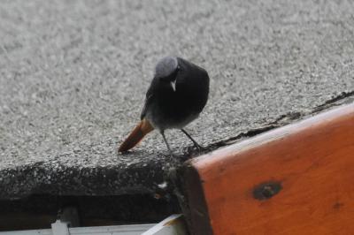 Rougequeue noir
