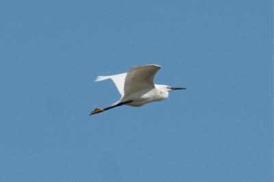 Egretta garzetta