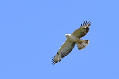 Buse variable