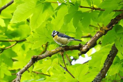 Mésange bleue