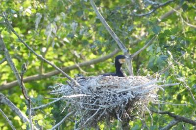 Grand Cormoran