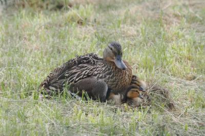 Canard colvert