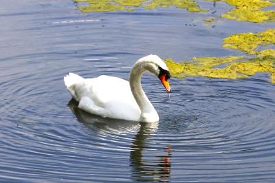 Cygne tuberculé