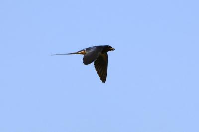 Hirondelle rustique