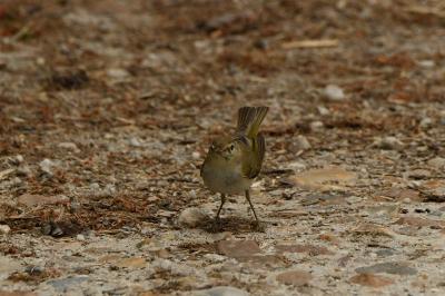 Pouillot de Bonelli