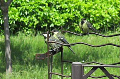 Mésange charbonnière