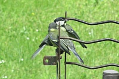 Mésange charbonnière