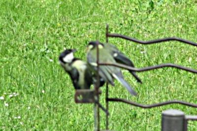 Mésange charbonnière