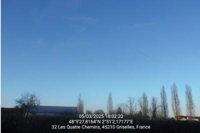 Grue cendrée