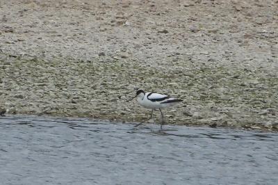 Avocette élégante
