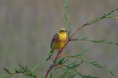 Bruant jaune