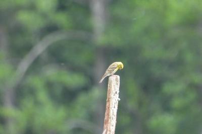 Serin cini