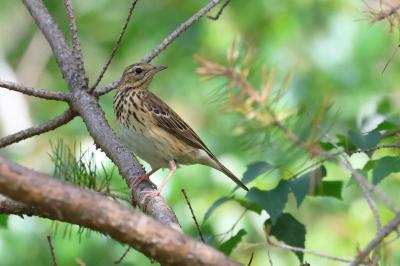 Pipit des arbres