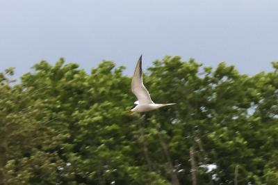 Sterne pierregarin