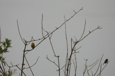 Bruant jaune