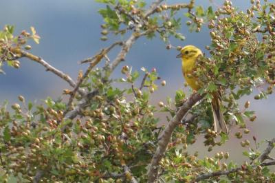 Bruant jaune