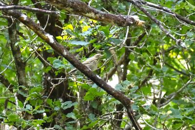Anthus trivialis