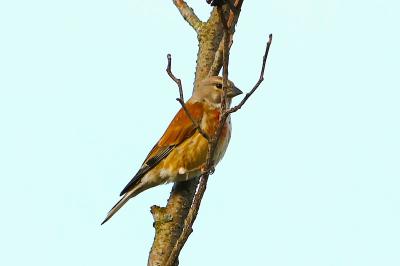 Linotte mélodieuse