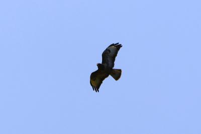 Buse variable