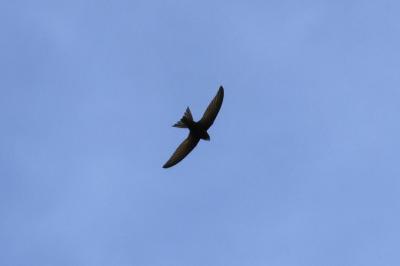Martinet noir