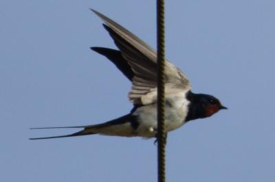 Hirondelle rustique