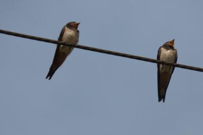 Hirundo rustica